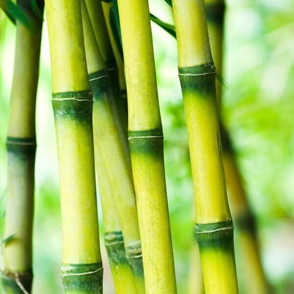 Bamboo